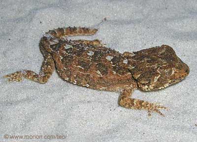 Helmeted Gecko. Photo � Gunilla