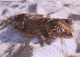 Hj�lmgecko