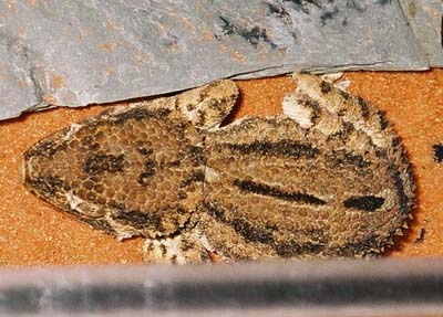 Helmeted Geckos. Photo � Gunilla