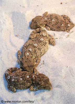 Helmeted Geckos. Photo � Gunilla