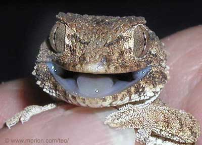 Helmeted Gecko. Photo � Gunilla