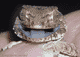 Hj�lmgecko