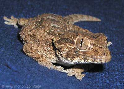 Helmeted Gecko. Photo � Gunilla
