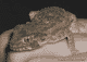 Hj�lmgecko