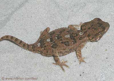 Helmeted Gecko � Gunilla
