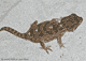 Hj�lmgecko