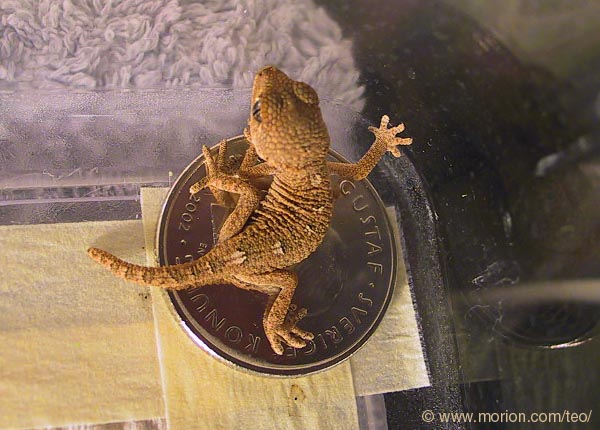 Helmeted Gecko. Photo � Gunilla