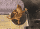 Hj�lmgecko