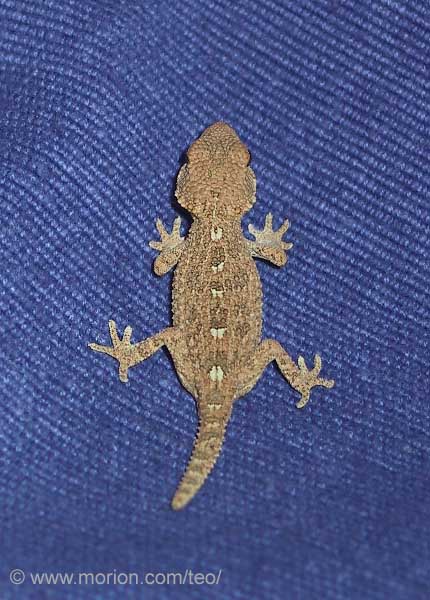 Helmeted Gecko. Photo � Gunilla