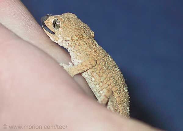Helmeted Gecko. Photo � Gunilla