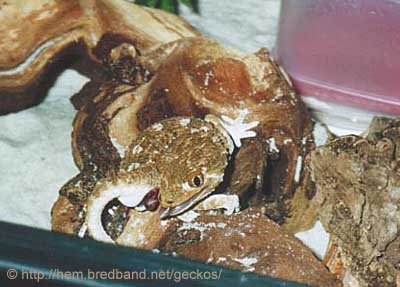 Helmeted Gecko. Photo � Gunilla
