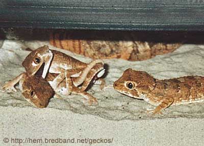 Helmeted Geckos mating. Photo � Gunilla
