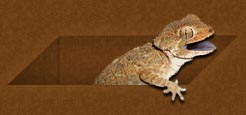 Geckonia/Tarentola chazaliae