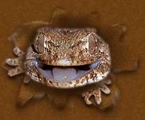 Gecko