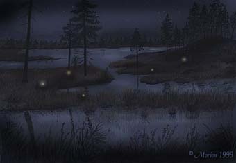 Lyktgubbe / Irrbloss. Copyright � Morion