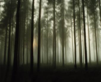 Skog, Bild av Morion 