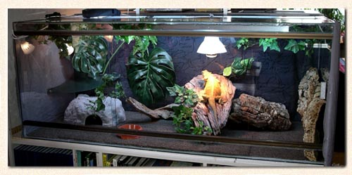 Mitt terrarium
