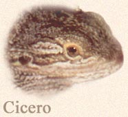 Om Cicero