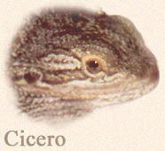 About Cicero