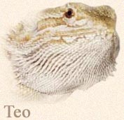 About Teo