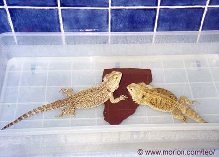 Cicero and Teo in the bath. Photo Gunilla �