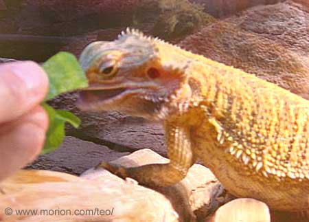 Disa eats dandelion leaves. Photo Gunilla 