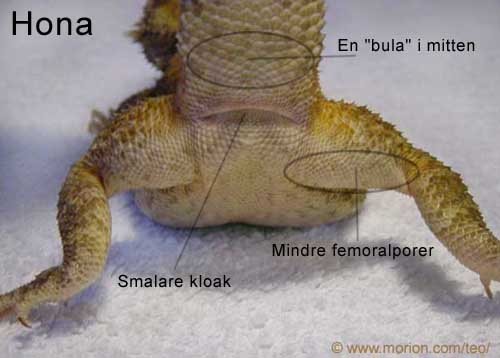 Hona. Foto Gunilla �