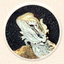 Shedding