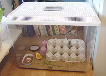 Crickets. Photo Gunilla �