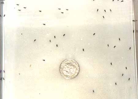 Newly hatched crickets. Photo Gunilla �