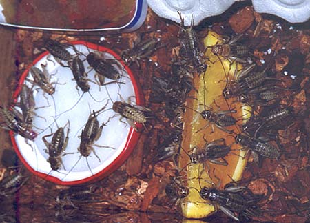 Thirsty crickets. Photo Gunilla �