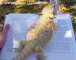 Teo l�ser en bok...