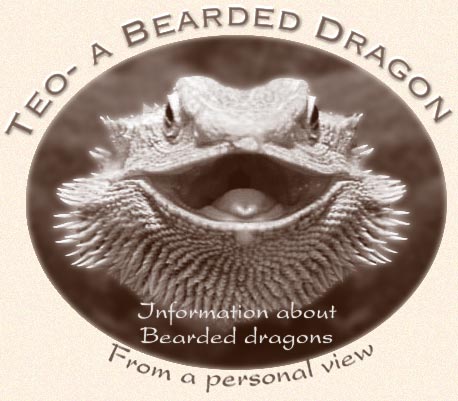 Teo - A Bearded Dragon