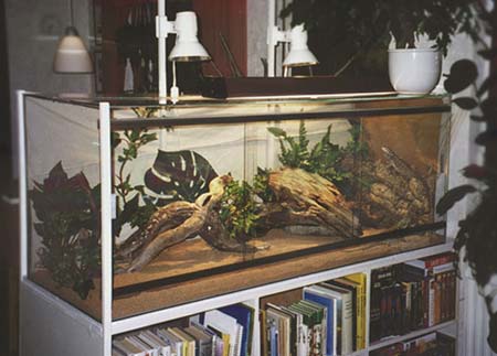 Teo - A Bearded Dragon