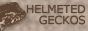 Helmeted Geckos