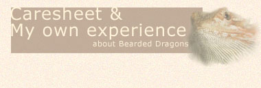 My own experiences in owning a Bearded Dragon