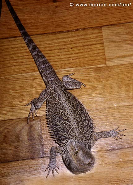 Cicero. Foto Gunilla �
