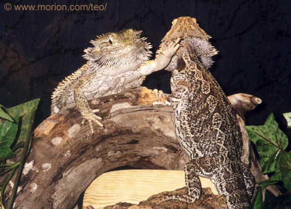 Teo och Cicero. Foto Gunilla �