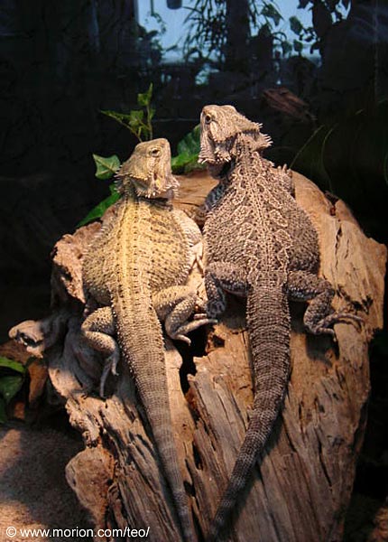 Teo och Cicero. Foto Gunilla �