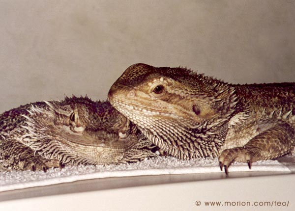 Cicero och Teo. Foto Gunilla �