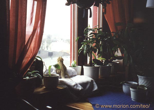 Teo. Foto Gunilla �