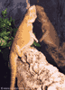 Disa. Foto Gunilla �