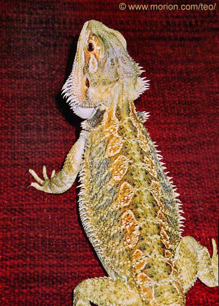 Spike. Photo Gunilla �
