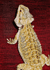 Spike. Foto Gunilla �