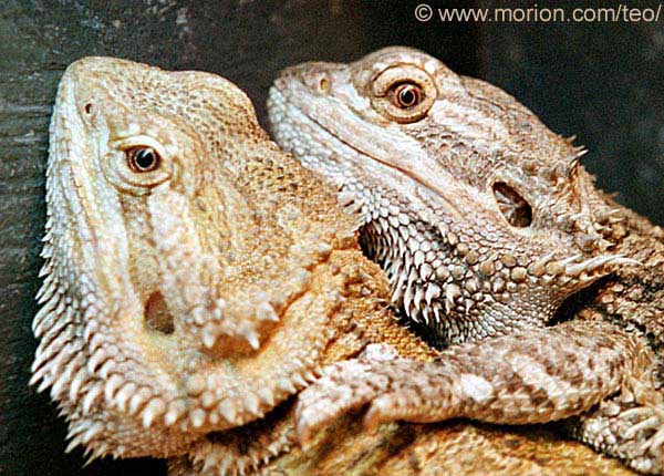 Teo och Cicero. Photo Gunilla �