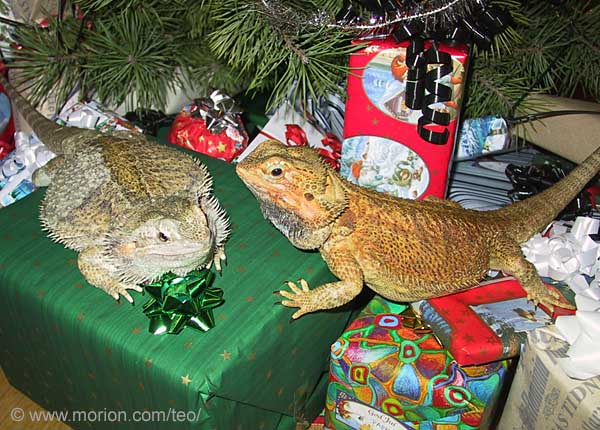 Jul�dlor! Foto Gunilla �