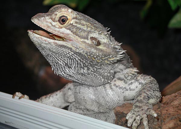 Cicero. Foto Gunilla �