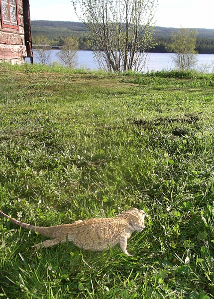 Teo. Foto Gunilla �
