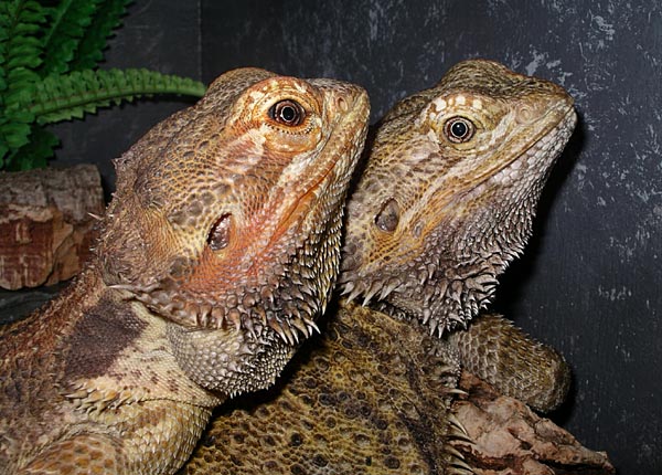 Mira och Teo. Foto Gunilla �