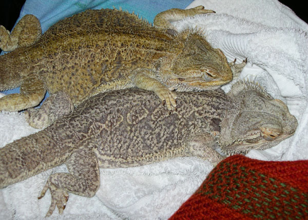 Teo och Cicero. Foto Gunilla �